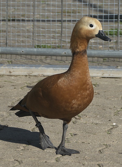 奥斯卡救主